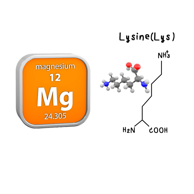Lysine & Magnesium Image